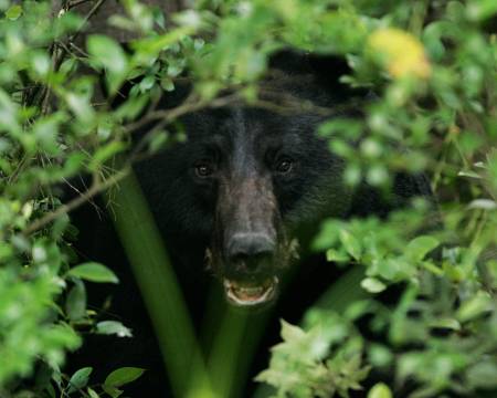 Black_bear_in_the_bushes
